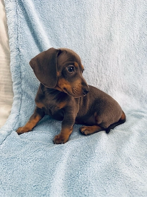 Zwerg Dackel, nur noch 1 blue tan mädchen!