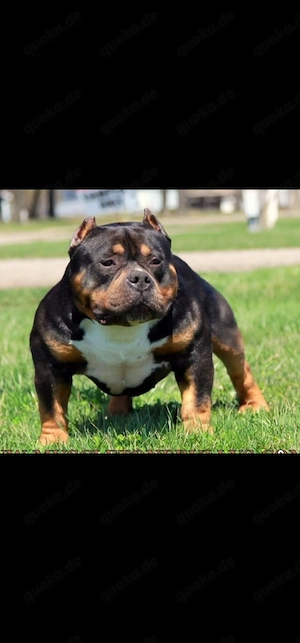 Erstklassige American Pocket Bully Welpen Abgabebereit 