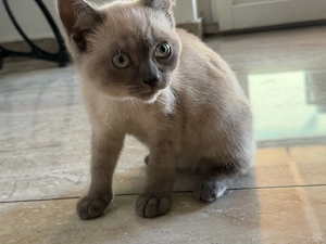 Reinrassiger BKH Kater