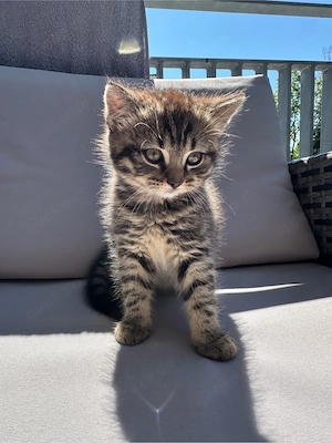 Babykatze zu verkaufen