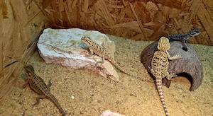 Farb-Bartagame Jungtiere (pogona vitticeps) NZ 04 2026