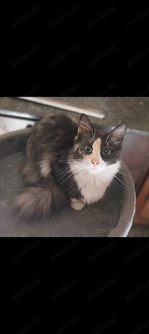 Katze Türkisch Angora