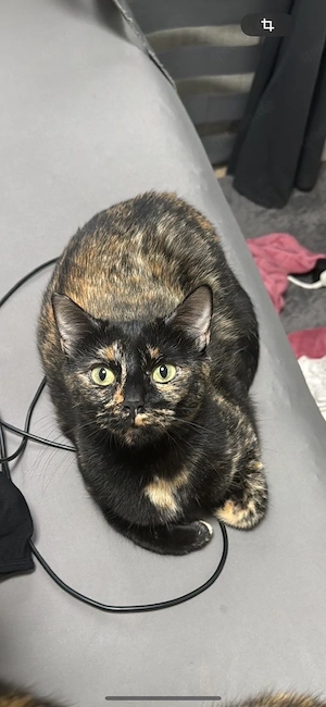 Hauskatze 
