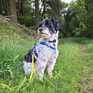 Charmanter Tibet-Terrier Kai-Uwe wartet in 56729 Nachtsheim.