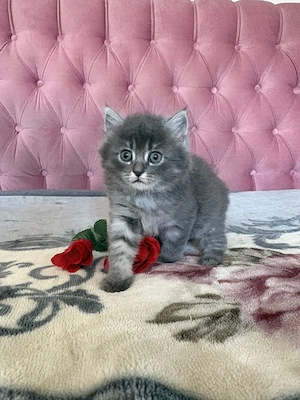 Süße Ragdoll Maine Coon Mix Kitten abzugeben    Bild 4