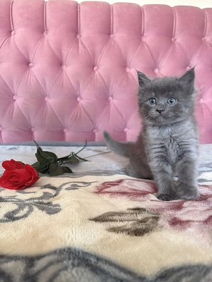 Süße Ragdoll Maine Coon Mix Kitten abzugeben    Bild 3