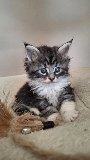 Maine Coon Kitten Katze Kater 