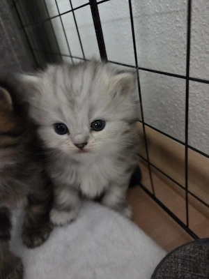 BKH Babykatzen (eine Mädchen ist schon reserviert)