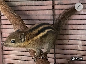 Streifenhörnchenkinder suchen liebevolles Zuhause! Bild 2
