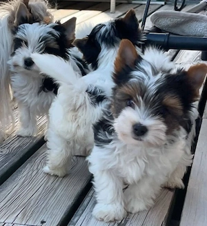 Unsere bezaubernden Yorkshire-Terrier-Welpen suchen ein liebevolles Zuhause für ihr ganzes Leben   