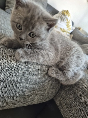 2 BKH BLH Mix Kitten