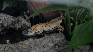 Kronengecko Loki, ein super Dalmatiner sucht neues Heim Bild 6