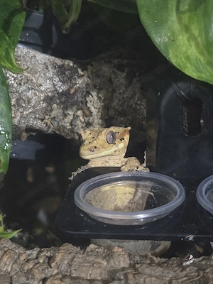 Kronengecko Loki, ein super Dalmatiner sucht neues Heim Bild 7