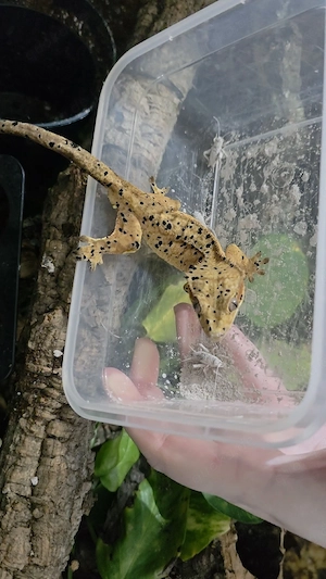 Kronengecko Loki, ein super Dalmatiner sucht neues Heim Bild 8