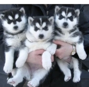 Süße Siberian Husky Welpen suchen ein liebevolles Zuhause Bild 2