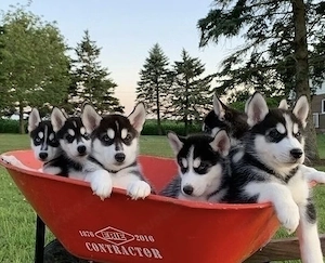 Siberian Husky Welpen mit Stammbaum und Gesundheitsbescheinigung