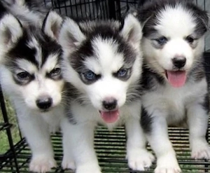 Süße Siberian Husky Welpen suchen ein liebevolles Zuhause Bild 4