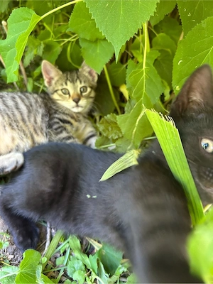 Babykatzen Katzenbabys Kitten