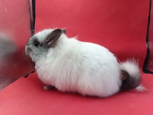 Wunderschöne Angora-Chinchilla 