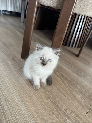 Katze sucht neues Zuhause