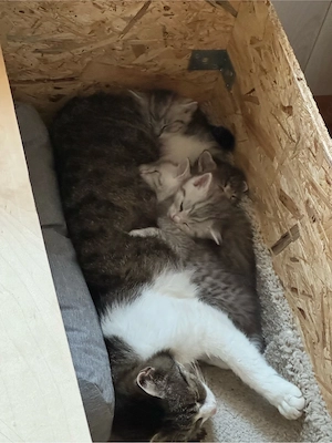 BKH mix kitten 