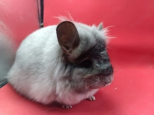 Wunderschöne Angora-Chinchilla