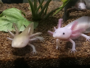Axolotl Jungtiere