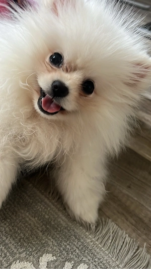    Pomeranian Welpe weiblich abzugeben