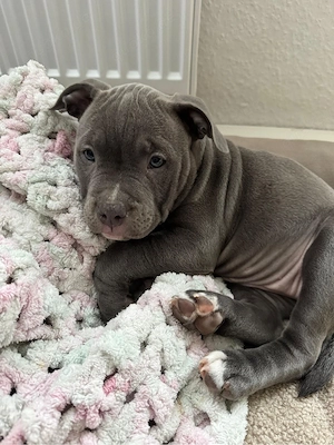 American Bully 