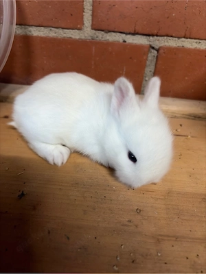Zwergkaninchen   Minilop Bild 2