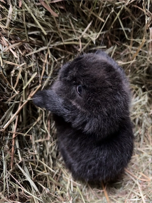Zwergkaninchen   Minilop Bild 3
