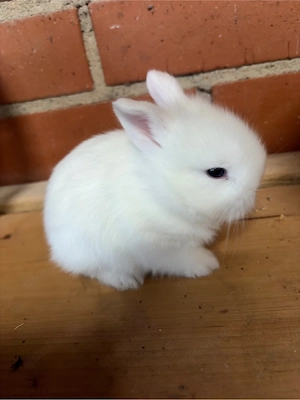 Zwergkaninchen   Minilop