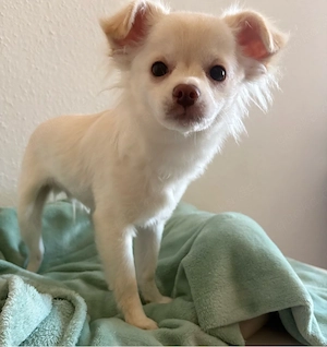 Chihuahua rüde abzugeben
