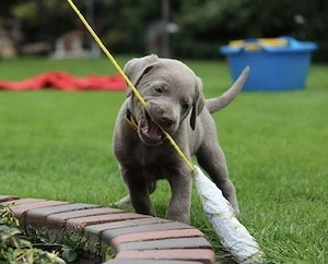 Wunderschöne Labrador Welpen,Silber und Blaue Augen 
