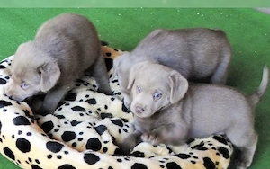 Silber Labrador Welpen Reinrassig