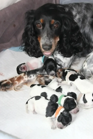 Einmalig in Deutschland: Reinrassige Russische Jagdspaniel (Spaniel) -Welpen Bild 3