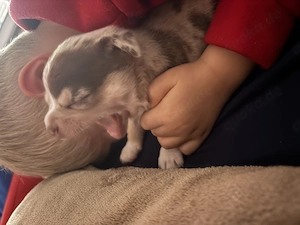 Einen wunderschönen reinrassigen Chihuahua Rüden  Bild 3