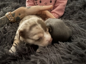 Einen wunderschönen reinrassigen Chihuahua Rüden  Bild 2