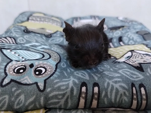 Knuddelige Degu Kids,kunterbunt:schwarz&schoko&sand,Blue-non Schecke suchen ihr Zuhause im Glück! Bild 9