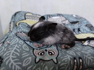 Knuddelige Degu Kids,kunterbunt:schwarz&schoko&sand,Blue-non Schecke suchen ihr Zuhause im Glück! Bild 8