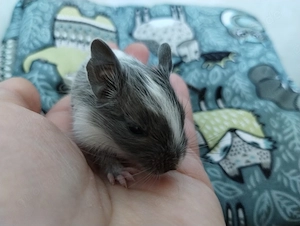 Knuddelige Degu Kids,kunterbunt:schwarz&schoko&sand,Blue-non Schecke suchen ihr Zuhause im Glück! Bild 7