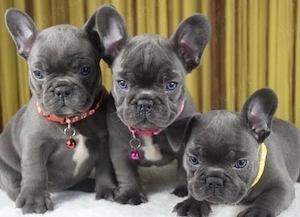 Super Französische Bulldoggen Welpen mit Papieren  Bild 3
