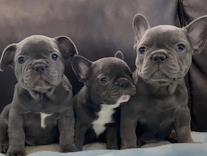 Französische Bulldoggen Welpen 