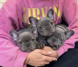 Super Französische Bulldoggen Welpen mit Papieren  Bild 10