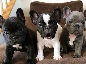 Super Französische Bulldoggen Welpen mit Papieren  Bild 8