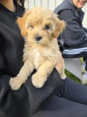 3 süße Shihpoo Rüden