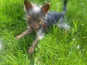 Reinrassiger Yorkshire Terrier rüde Bild 4