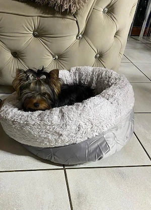 Reinrassiger Yorkshire Terrier rüde Bild 3