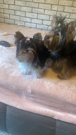 Reinrassiger Yorkshire Terrier rüde Bild 2