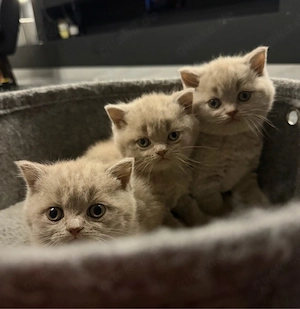 BKH Kitten